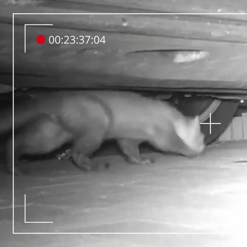 Video: kuna pod autom zachytená nočnou kamerou Video: kuna pod autom zachytená nočnou kamerou