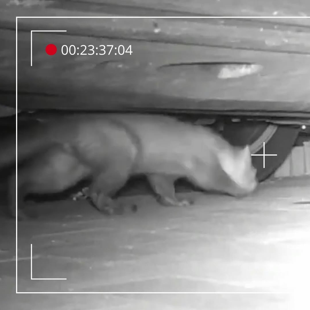 Video: kuna pod autom zachytená nočnou kamerou Video: kuna pod autom zachytená nočnou kamerou